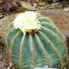 Parodia_magnifica